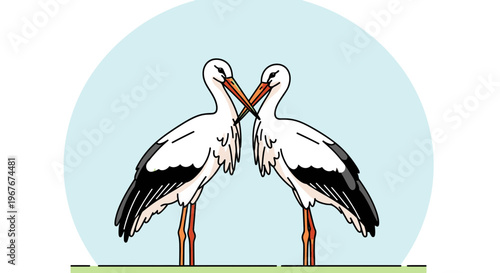 Two white storks standing together beak to beak.