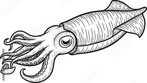 Hand-Drawn Line Art Illustration of a Squid for Marine Life, Oceanography, and Animal Design Projects