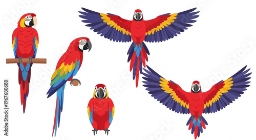 Vibrant Scarlet Macaw Parrots in Various Poses Vector Illustration.