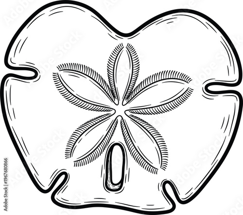 Sand Dollar Shell Illustration with Intricate Patterns and Textured Detailing for Coastal and Marine Designs