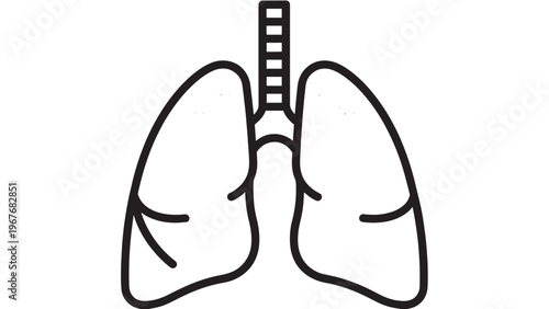 Illustration of Human Lungs Showing Respiratory System Anatomy.