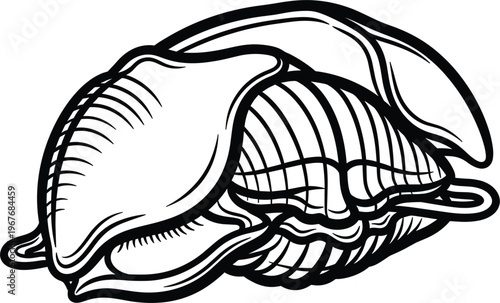 Hand-drawn Seashell Illustration with Detailed Texture for Beach, Ocean, and Nature Designs