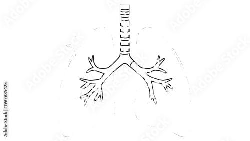 Detailed Illustration of Human Lungs with Trachea and Bronchi Anatomy.