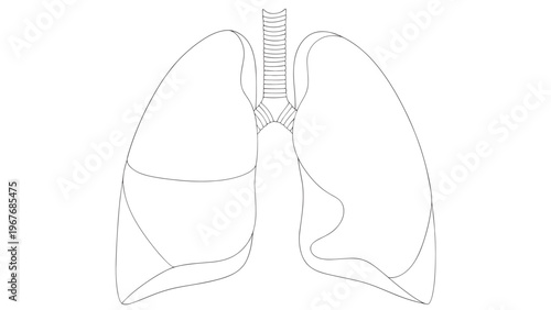Detailed Illustration of Human Lungs and Respiratory System Anatomy.