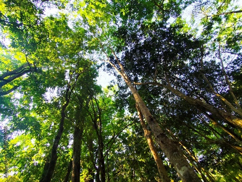Looking up into the canopy of a tree in the rainforest.