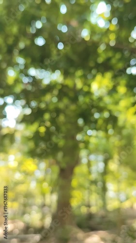 Bokeh in the forest, defocused background, bokeh effect