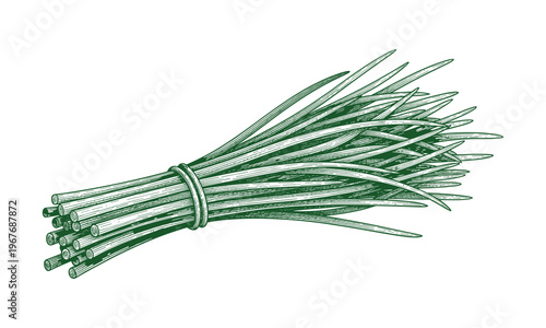 Chives bunch vector green herb isolated on transparent background.