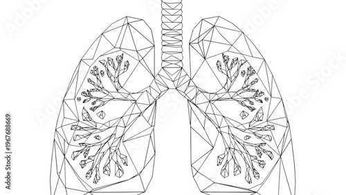 Detailed Illustration of Human Lungs Showing Internal Bronchial Tree Structure.