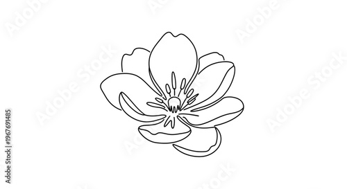 Detailed illustration of a single flower.