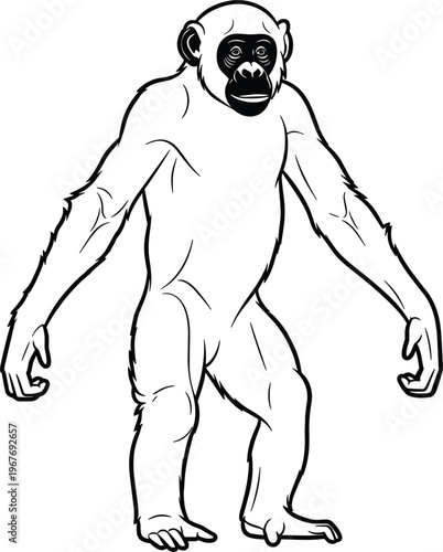 Line Art of a Standing Gibbon Ape, Detailed Outline Drawing for Wildlife, Nature, and Primate Illustrations