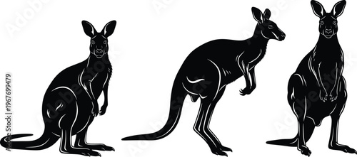 Black and white kangaroo silhouettes collection, different poses including sitting, standing and side profile, Australian wildlife marsupial illustration isolated on white background vector