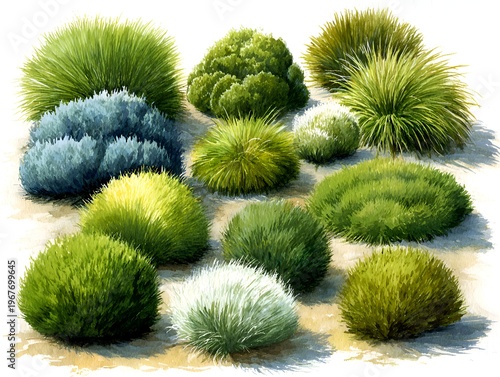 Various green ornamental grasses and leafy shrubs form a textured decorative display in a natural watercolor style illustration art piece.