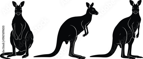 Black and white kangaroo silhouettes set, multiple poses including sitting, standing and side view, Australian wildlife animal illustration isolated on white background vector style
