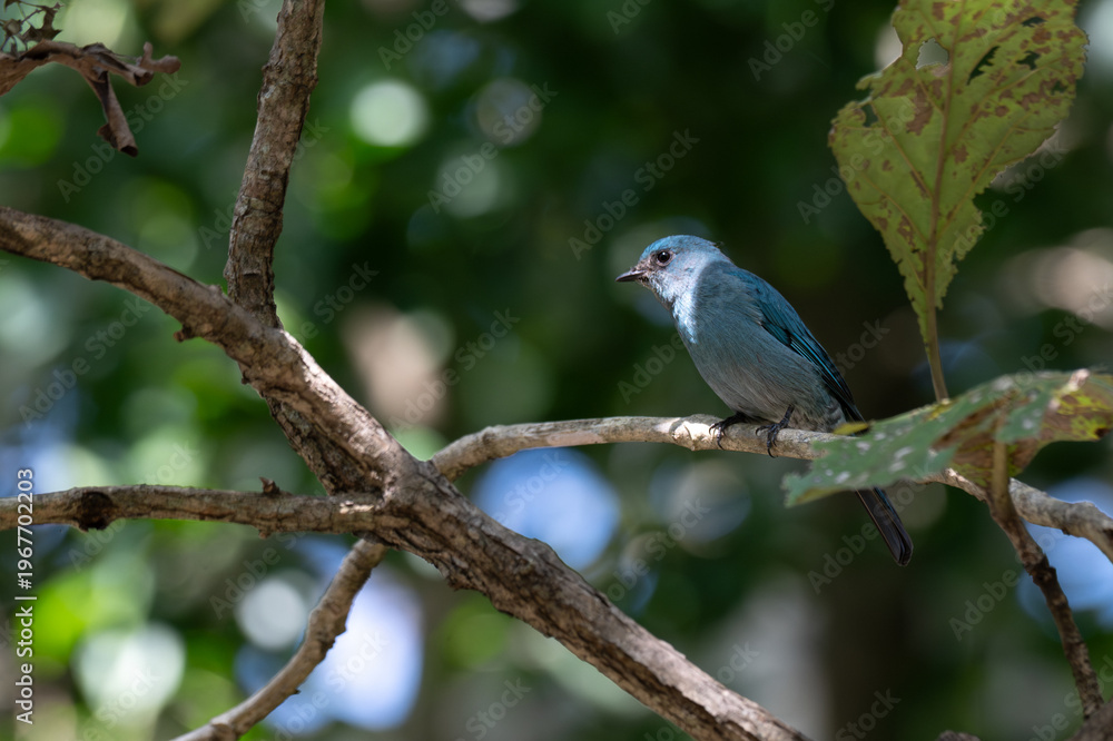 Obraz premium A Verditer flycatcher resting on a wooden branch. The birds distinct copper sulphate blue plumage is highlighted against a soft, dappled green background with natural bokeh.