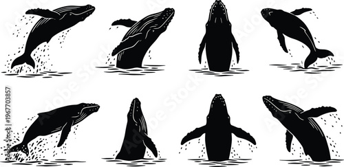 WebComprehensive set of humpback whale silhouettes breaching and jumping with water splashes, ideal for marine life, nature, and sea conservation.
