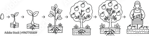 Apple Tree Growth Stages Outline Illustration Set Showing Plant Lifecycle from Seed to Harvest with Farmer Gardening Process