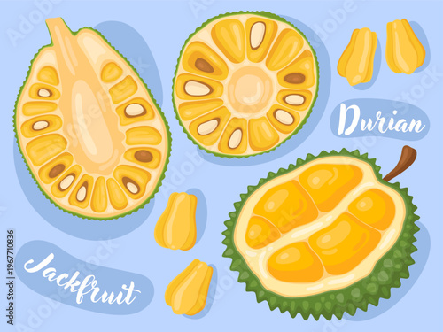 Cute illustrations of fresh tropical fruits. Durian and Jackfruit. Exotic fruits, bright illustration for packaging, menu, natural food store.