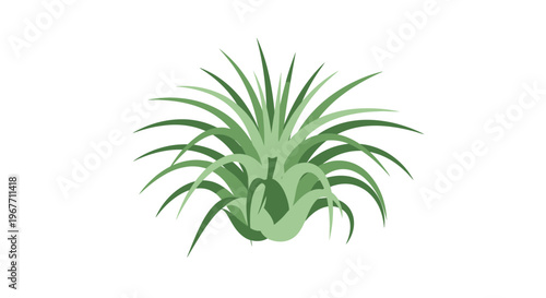 Green Tillandsia Air Plant Closeup. Vector Illustrations. EPS Editable