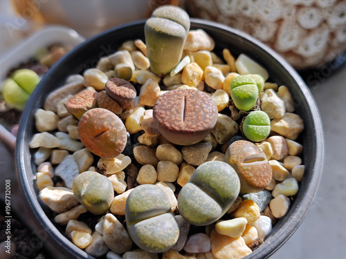 different lithops in a flowerpot in sunny afternoon