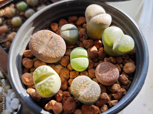 mixed and colorful lithops in the flowerpot in sunny day