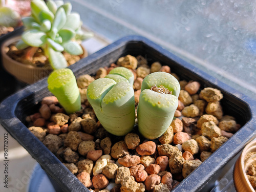 the green lithops in the pot in sunny day