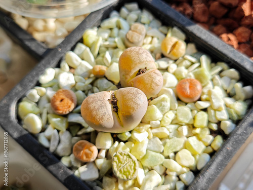 two yellow and small lithops like stones in sunny day