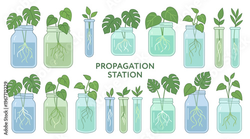 Houseplant Propagation Station with Various Cuttings in Jars and Test Tubes. Vector Illustrations. EPS Editable