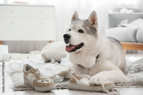 Naughty dog chewing sneaker...