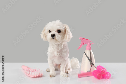 Cute Maltese dog with groom...