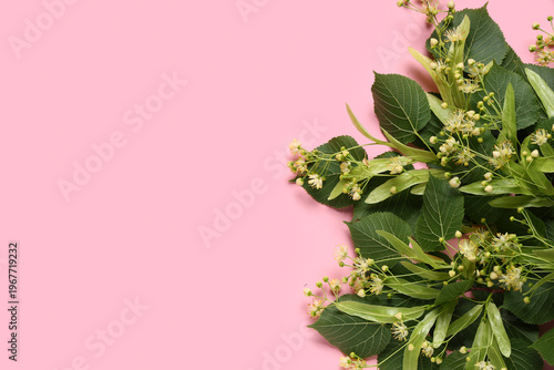Blooming linden branches with leaves on pink background