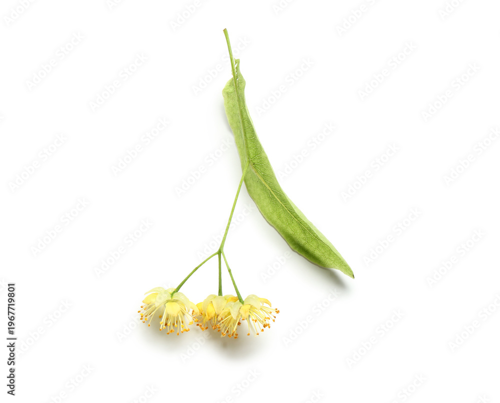 Naklejka premium Fresh linden flowers with leaf on white background