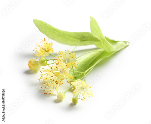 Fresh linden flowers with l...