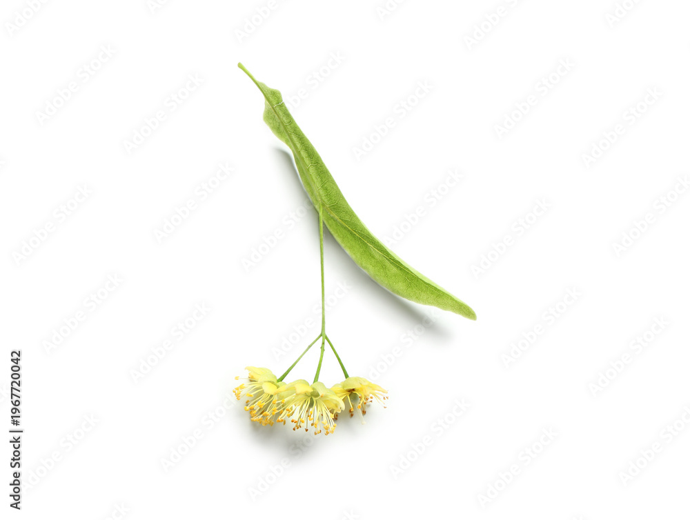 Naklejka premium Fresh linden flowers with leaf on white background