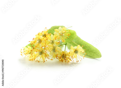 Fresh linden flowers with l...
