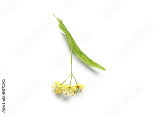 Fresh linden flowers with leaf on white background