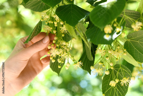 Female hand with blossoming...
