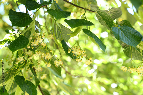 Blossoming linden flowers o...