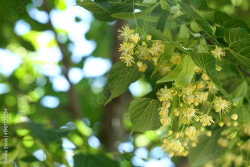 Blossoming linden flowers o...