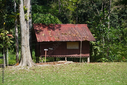 A traditional house located within a forest, surrounded by lush greenery.