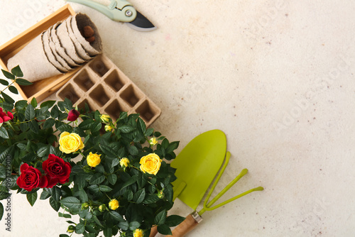 Beautiful roses in pots and...