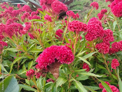 Φωτογραφία Celosia Argentea flowers bloom like a rooster's comb and grow large in the garde