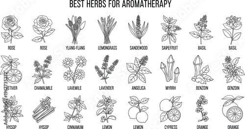 Hand drawn aromatherapy herbs and botanical flowers collection for essential oil labels organic wellness and medicinal plants vector