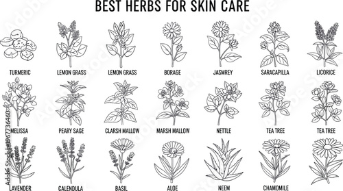 Hand drawn skincare herbs collection featuring aloe calendula tea tree and chamomile for organic cosmetic products vector