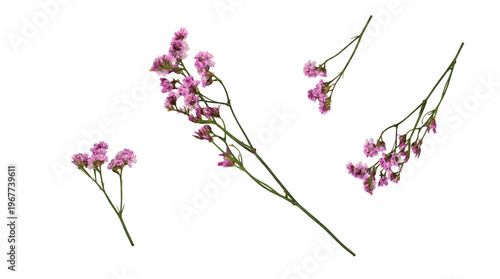 Photos Delicate purple limonium flower branches with tiny blossoms, gracefully arranged and isolated on a transparent