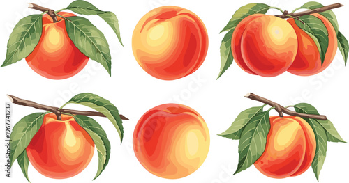 Fresh Peach Illustration Set with Whole Peaches, Branches, and Leaves for Fruit, Healthy Snack, and Nature Designs
