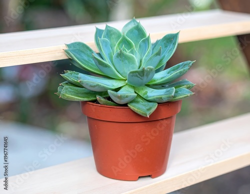 Vibrant Echeveria Succulent Plant in Terracotta Pot on Wooden Shelf.