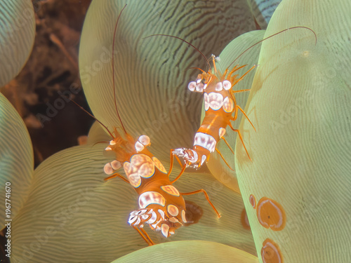 Peacock-tail Anemone Shrimp (Ancylomenes magnificus) on Bubble Coral (Plerogyra sinuosa), Reefs of Kapalai Island, Sabah, Malaysia, Borneo