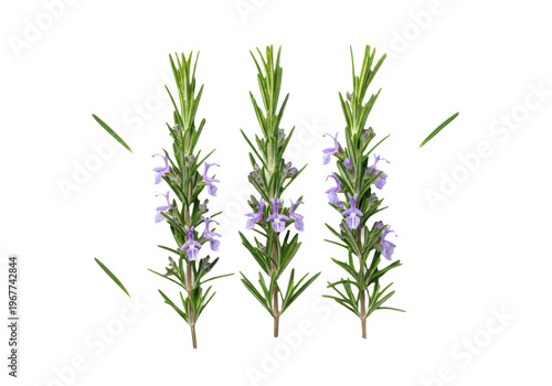 Three sprigs of flowering rosemary isolated on transparent background