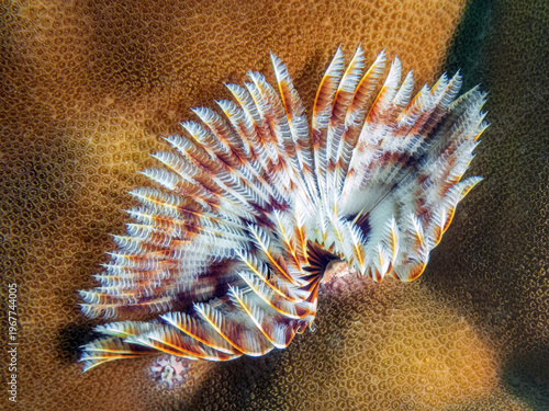 Feather Duster Worm (Sabellastarte sp.), Reefs of Sipadan Island, Sabah, Malaysia, Borneo