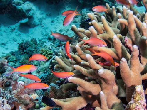 Lyretail Anthias (Pseudanthias squamipinnis) with Branching Staghorn Coral (Acropora sp.), reefs of Sipadan Island, Sabah, Malaysia, Borneo	
